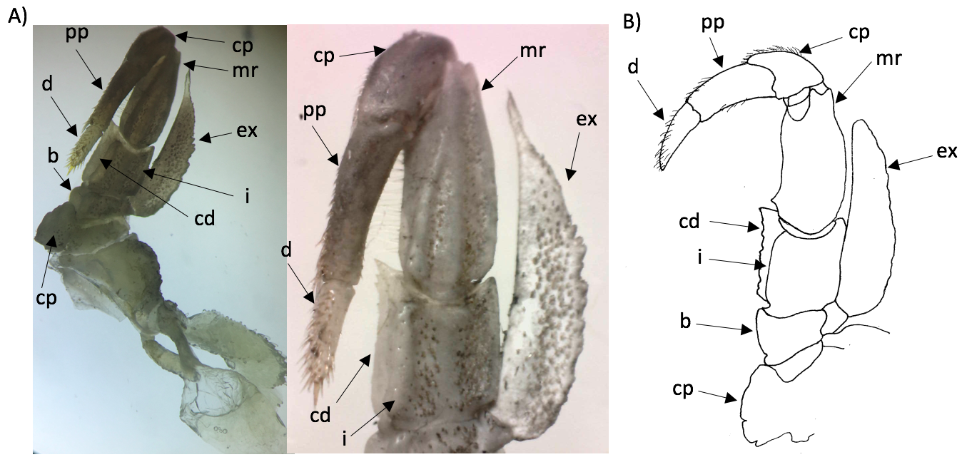 figure image